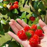 Red Star Surinam Cherry Tree Live Plant, 2-3 Feet in 1 Gallon Pot, Fast-Growing and Ready to Bear Fruit, High-yieding Outdoor Spring Planting, No CA