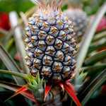 3 White Jade Pineapple Plants Live for Growing 5 to 8 Inch Height, Sweet Pineapple Fruit Tree Live Plant Home Garden