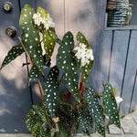 Live Begonia Plant, Indoor Flowering Houseplant, 4-8 Inches Tall, for Indoor or Outdoor Gardens (White Polka Dot Foliage)