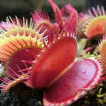 3 Red Venus Flytraps Plants Live, Starter Plants Fly Trap Dionaea Muscipula for Plantsing