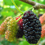 Set of 2 Illinois Everbearing Mulberry Trees Live Plants, Starter 4-6 Inches Tall, No Pot, Mulberry Bush Fruit for Outdoor Growing, Cold Hardy