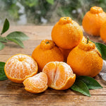 Mandarin Orange Tree, Large Sweet Mandarin Plants Live, 1.5 Years Old Tree, 1-2 Feet Tall, Fragrant Citrus Trees for Patio and Outdoor Garden