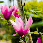 Ann Magnolia Plant Live 6 to 12 Inches Tall, in 2.5 Inches Pot, Purple Red Magnolia Tree Live Plant, Fragrant Magnolia Flowers