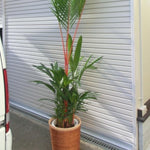 Live Palm Tree Plant in 3 Gallon Pot, No CA, Large Fully Rooted Size, Ready to Plant for Home Décor Indoor Outdoor Landscape, Rare Palm Trees, Red Lipstick Palm