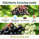 2 Black Elderberry Trees Live Plants, Backyard Berry Plant, 10-12 Inch Tall