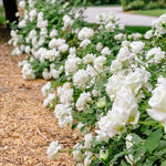 Rose Bush Live Plant, Heirloom Rose Plant Live for Planting, Fragrant Flowers Well Rooted Plant, 5-10 Inch Tall (White Rose)