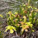 Nepenthes Pitcher Plant Pots Live Plants, Large Giant Pitcher Nepenthes for Terrariums Backyard Gardens, Size Starter 8 Months Old for Easy Planting Indoor Outdoor