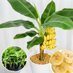 Banana Plant Live, Truly Tiny Banana Tree Live Plant, Hardy Banana Fruit Seedling 4 to 8 Inch Tall, Indoor Outdoor
