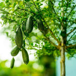 Green Finger Lime Tree Live, 1-2ft Tall, Citrus Plant 1 Gallon Pot, Finger Lime Citrus Tree, Well Rooted Fruit Plant