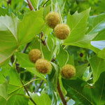 Sycamore Tree Plant Live, Quart Pot, 6 to 12 Inc Tall, Shade Tree Seedling