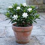 Frostproof Jasmine Plant Live 4-7 Inches Tall, Fragrant Flowering Vine for Garden, Patio Containers and Indoor Growing