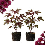 2 Hardy Hibiscus Plants Live, Cranberry Hibiscus Flowers Plants, 4 to 7 Inches in Height
