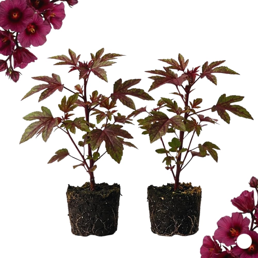 2 Hardy Hibiscus Plants Live, Cranberry Hibiscus Flowers Plants, 4 to 7 Inches in Height