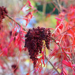 2 Black Sumac Trees Live Plants Bare Roots, Dormant 1-2 Feet Tall, Hardy Shrub Fragrant Ground Cover for Landscaping