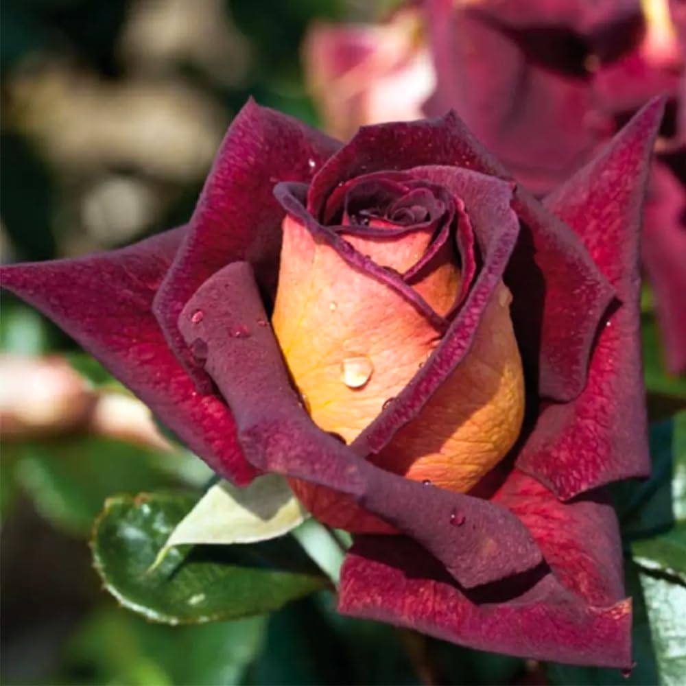 Dark Night Rose Bush Live Plant, Rose Plant Live for Planting, 5-10 Inch Tall, Fragrant Flowers Well Rooted Starter Plant Indoor Outdoor