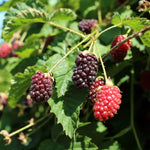 4 Boysenberry Plants Live for Growing 5 to 8 Inch Height, Sweet Boysenberry Fruit Trees Live Plants to Grow