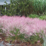 2 Pink Muhly Grass Plants Live for Planting, Ornamental Grass Live Plants, Pink Grass Indoor Outdoor, 5-9 Inch Tall