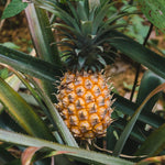Pineapple Live Plant, Outdoor Garden Fruit Plant, 5-8 Inch Tall
