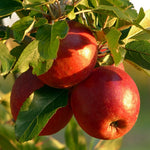 Live Honeycrisp Apple Tree, 2-3ft Tall