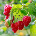 2 Raspberry Plants Live for Planting, Raspberry Bush Live Plants, Size 5-8 Inch Tall, Sweet Raspberry Trees, Well-Rooted (Red Raspberry)