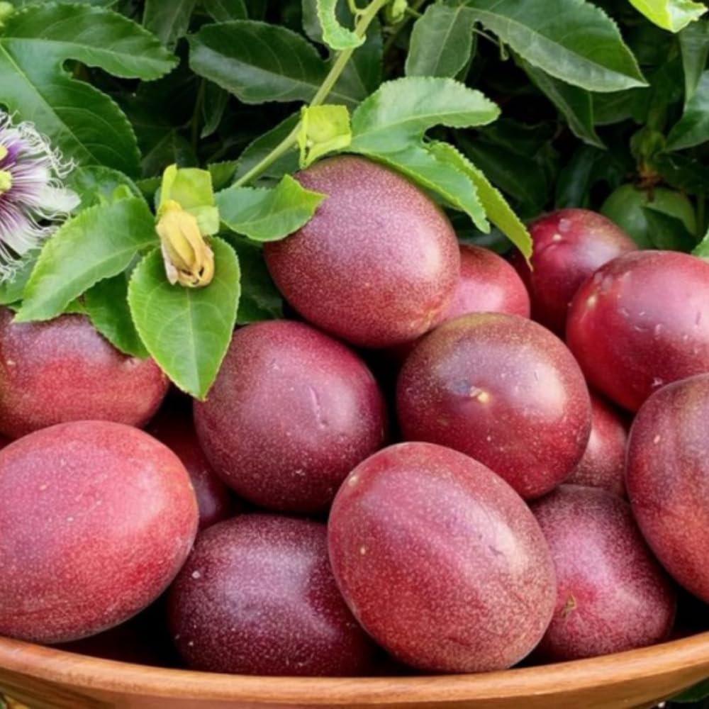Purple Passionfruit Tree Live Plant, High Yield Passionfruit Vine, 5 to 9 Inch Tall Edible Passiflora Outdoor Garden, Perennial Coloful and Sweet Fruit