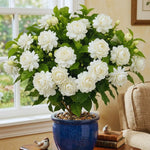 2 Double Jasmine Plants Live, 4 to 7 Inc Tall, Jasmine Flower Plant Fragrant Perennial All Year