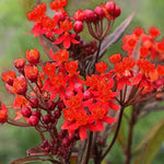 Pack 2 Milkweed Live Plants, Butterfly Milkweed Shrub, Asclepias Tuberosa Plants 4-8 Inches (Deep Red)