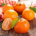 Clementine Mandarin Tree Live Plant, 1-2 Feet Tall in 1 Gallon Pot, Sweet Citrus Fruit Tree for Outdoor Garden, Easy Care Potted Citrus Tree