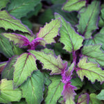 2 Gynura Aurantiaca Purple Passion Plants Live, 4-9 Inch Tall, Purple Passion Velvet Plants Live House Plant to Grow