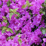 3 Bougainvillea Vine Plants, Bougainvillea Plants Live for Outdoor Landscaping and Containers, 4-7 Inch Tall Well-Rooted, No Pot (Purple Bougainvillea)