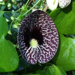 Giant Dutchman’s Pipe Vine Live Plant, 6 to 12 Inches Tall Fast-Growing Tropical Climber, Dormant Bare Root in Winter