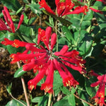 2 Major Wheeler Honeysuckle Plants Live for Planting, Fragrant, Easy to Grow, Perfect for Landscaping, No Pot, Ideal for Trellises Fences, Climbing or Bush, Rooted Cutting 8-12", Dormant No Leaf