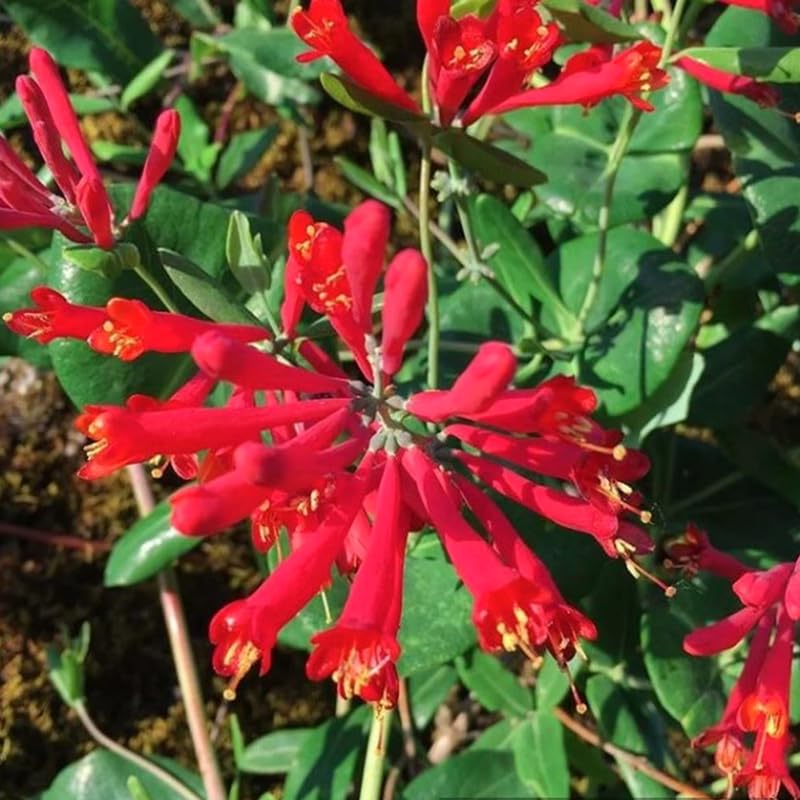2 Major Wheeler Honeysuckle Plants Live for Planting, Fragrant, Easy to Grow, Perfect for Landscaping, No Pot, Ideal for Trellises Fences, Climbing or Bush, Rooted Cutting 8-12", Dormant No Leaf