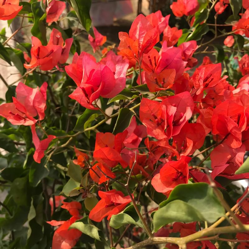 3 Bougainvillea Vine Plants, Bougainvillea Plants Live for Outdoor Landscaping and Containers, 4-7 Inch Tall Well-Rooted, No Pot (Red Bougainvillea)