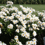 White Daisy Plants Live for Planting, 3 to 6 Inch Tall Daisy Perennial Live Plant Outdoor Garden, White Daisies Plant