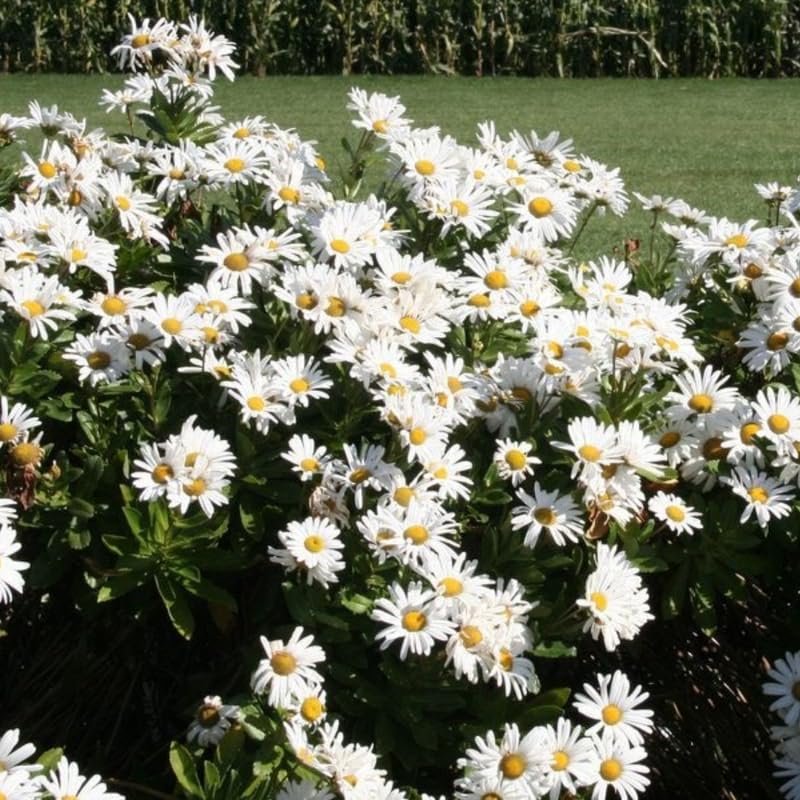 White Daisy Plants Live for Planting, 3 to 6 Inch Tall Daisy Perennial Live Plant Outdoor Garden, White Daisies Plant