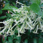 3 Night Blooming Jasmine Plants Live, 5 Inches 6 Inches Tall, Live Fragrant Jasmine Plant