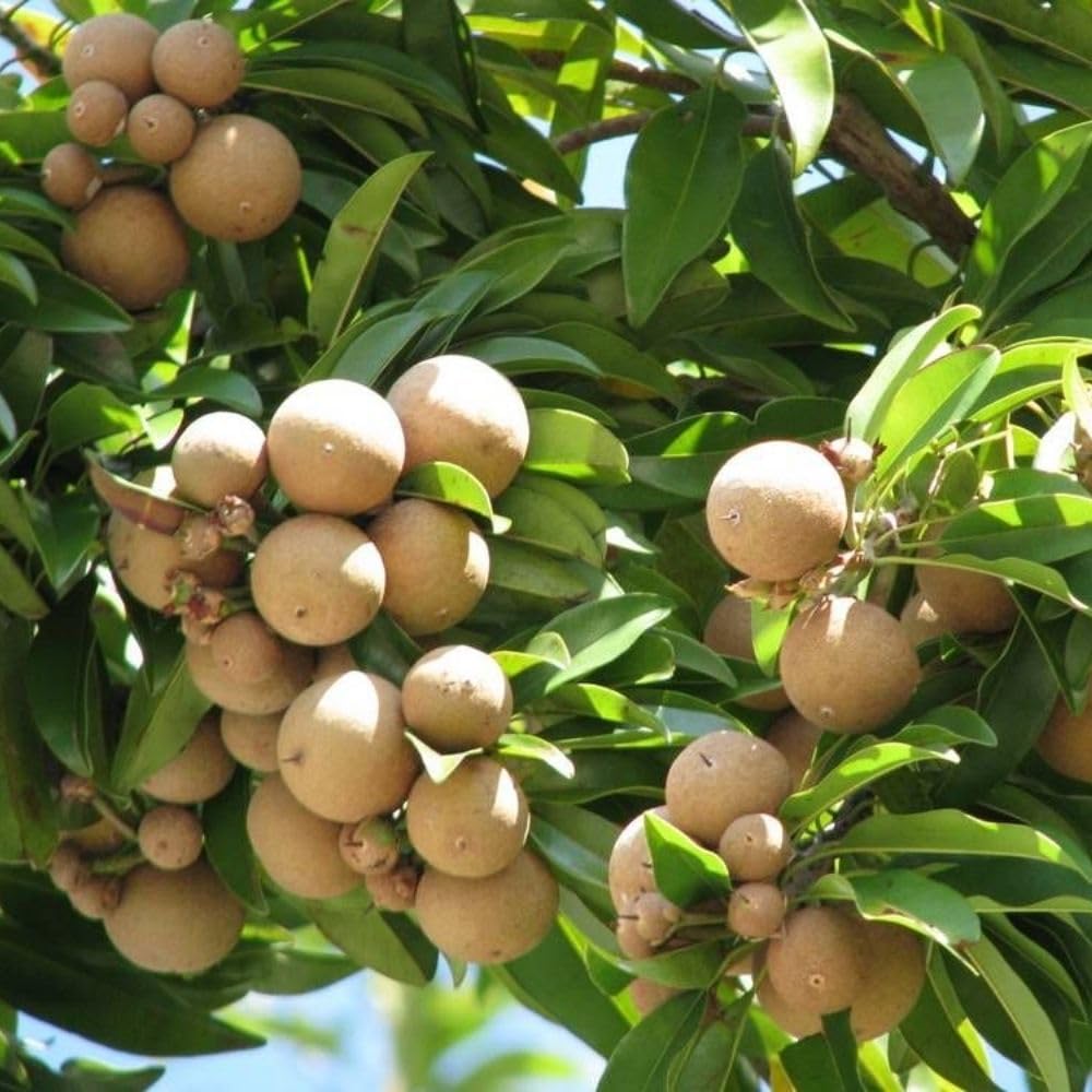 Live Sapodilla Plant 6-10 Inches Tall, Tropical Sapota Fruit Tree in Half Gallon Pot for Planting in Gardens