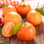 Mandarin Orange Tree Live Plant, 2 Years Old Clementine Tree, Well Rooted in 1 Gallon Pot, 1-2 Feet Tall, Fragrant Citrus Trees for Patio and Outdoor Garden