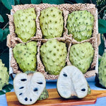 Random Sugar Apple Tree Live Plant, 2-3 Ft in One Gallon Pot, 2 Years Old Tree Annona Squamosa Soursop Like, Outdoor Spring Tropical Fruit Planting, No CA