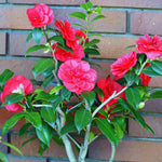 Camellia Plant Live, Camellia Japonica Tree Live Plant, 4 Inc Potted Bush Plant, Fragrant Flower Plants (Red)