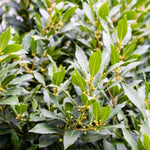 Laurus Nobilis Bay Leaf Trees Live Plants, 5 to 7 Inc Tall Bay Laurel Sweet Bay Live Plant for Planting, Fragrant Bayleaf Tree, No Pot, Well-Rooted Plant Live