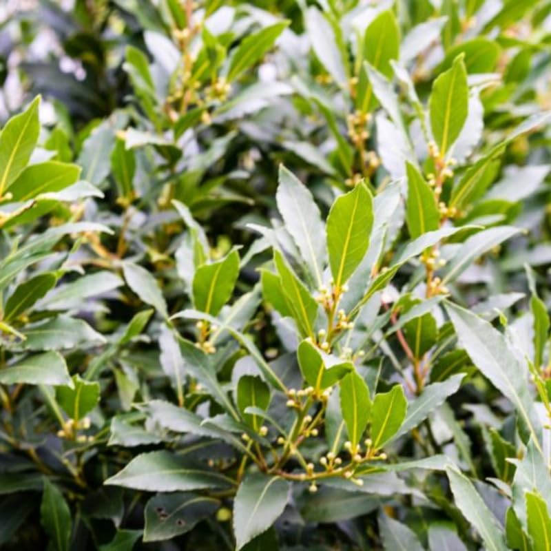 Laurus Nobilis Bay Leaf Trees Live Plants, 5 to 7 Inc Tall Bay Laurel Sweet Bay Live Plant for Planting, Fragrant Bayleaf Tree, No Pot, Well-Rooted Plant Live