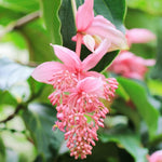 4 Medinilla Plants, Medinilla Gregori Hambali