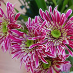 Chrysanthemum Plants Live 4 to 7 Inch Tall, Mums Live Plants, Vibrant Perennial Mum Plant for Planting in Garden (White Pink)