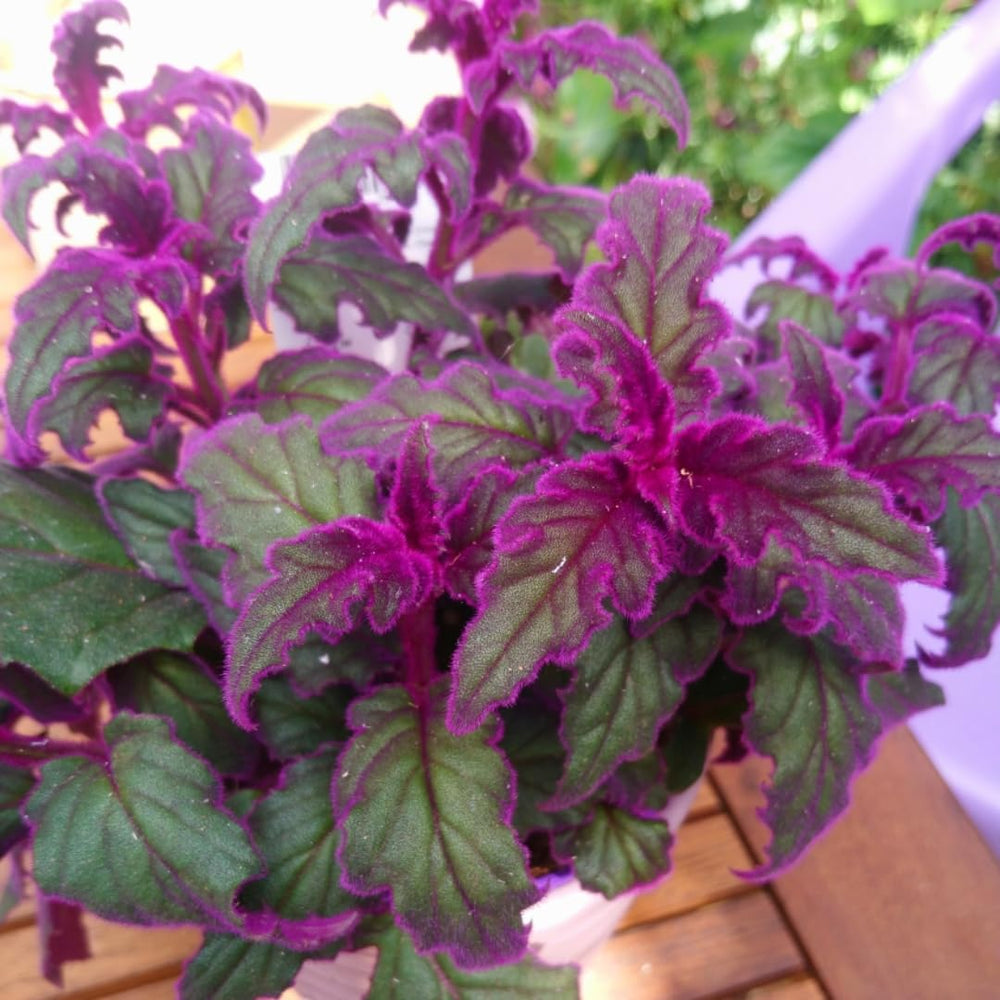Purple Passion Plant Live House Plant, Purple Gynura Plant, 4 to 8 Inches Tall, No Pot, Vibrant Foliage, Ready for Indoor or Outdoor Growing