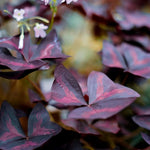 Purple Oxalis Plant, Purple Oxalis Triangularis Live Plants, 4-5 Inch Tall, Live Flowering Plants, Oxalis Triangularis Live Plant