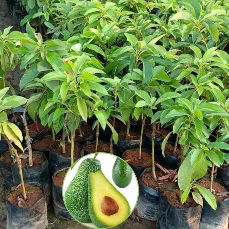 HASS Avocado Plant Live 8-16 Inches Tall, Half Gallon Pot, Well-Rooted Avocado Tree Starter for Home Garden and Containers