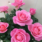 Rose Bush Live Plant, Heirloom Rose Plant Live for Planting, 5-8 Inch Height, Reblooming Shrub (Pink Rose)