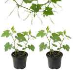 Pack 2 Pots Luffa Plants Live in 4 Inch Pots, Loofah Gourd Vine Starter Plants, 4-8” Tall Luffa Vegetable Vine Seedlings for Planting